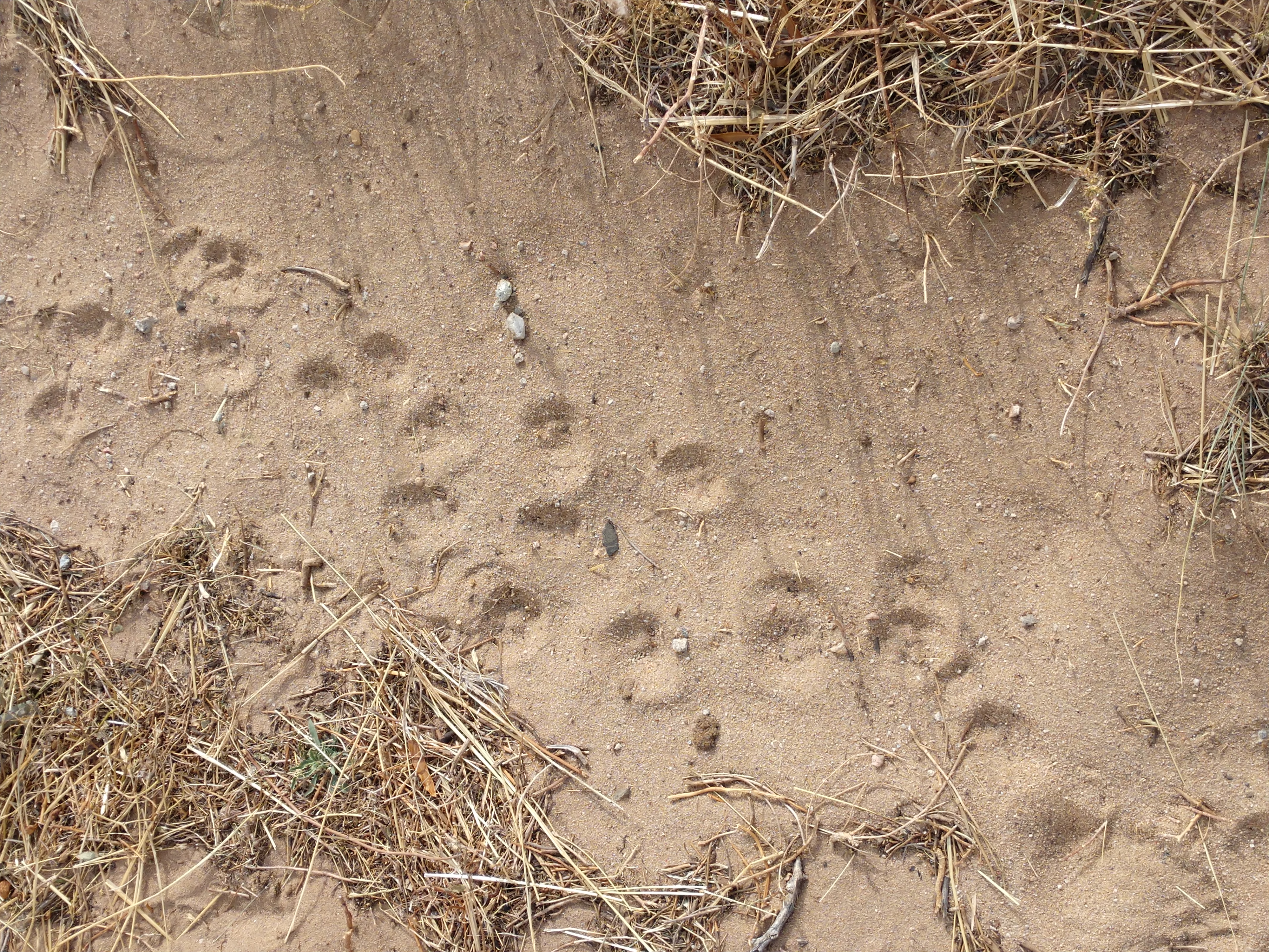 Small animal tracks in dirt and straw
