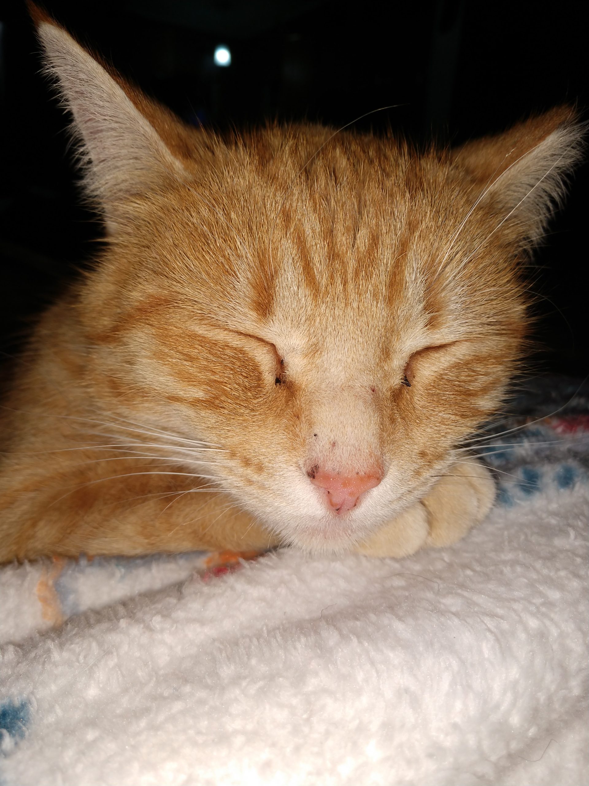 Orange tabby cat napping on a white blanket