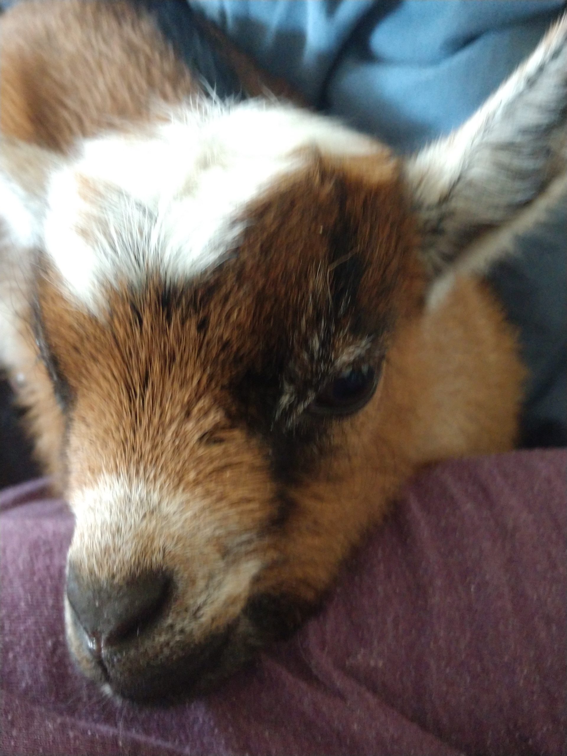 Close-up of a brown and white baby goat resting on a lap