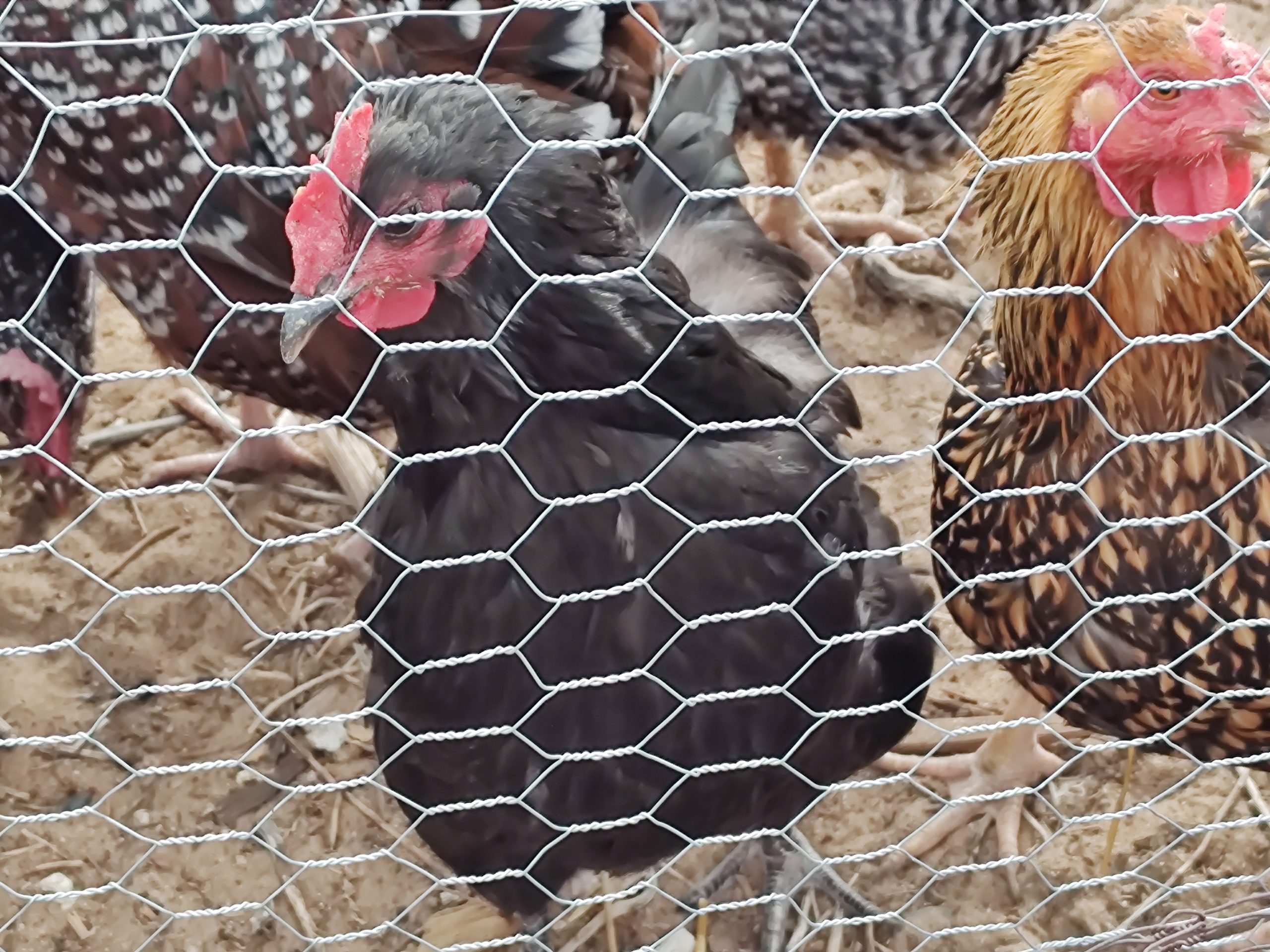 Chickens behind chicken wire fence in coop