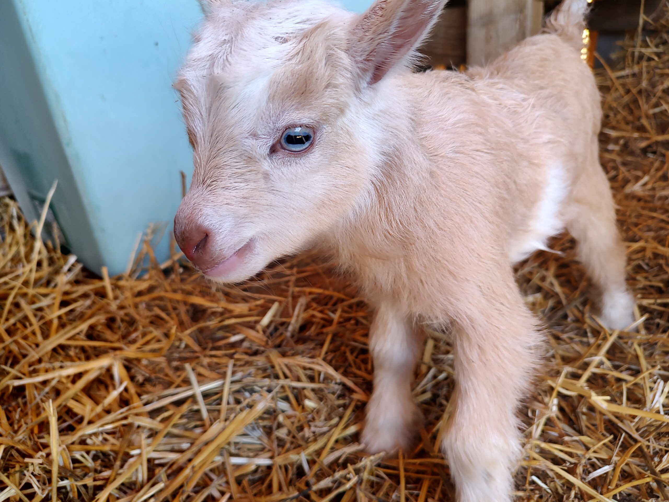 Newborn cream-colored baby goat with blue eyes standing in straw